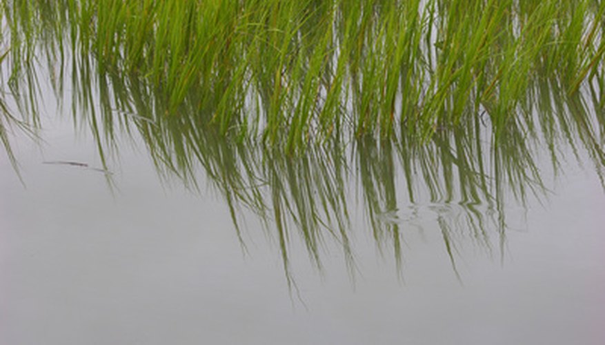 Use a photo of marsh grass to make a stencil. Use a photo of marsh grass to make a stencil.
