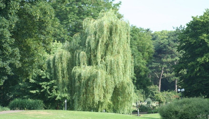 The weeping willow needs lots of space. The weeping willow needs lots of space.