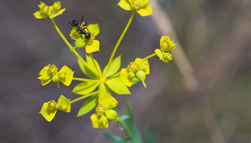 Michigan black ants are the most common ant in the United States. Michigan black ants are the most common ant in the United States.