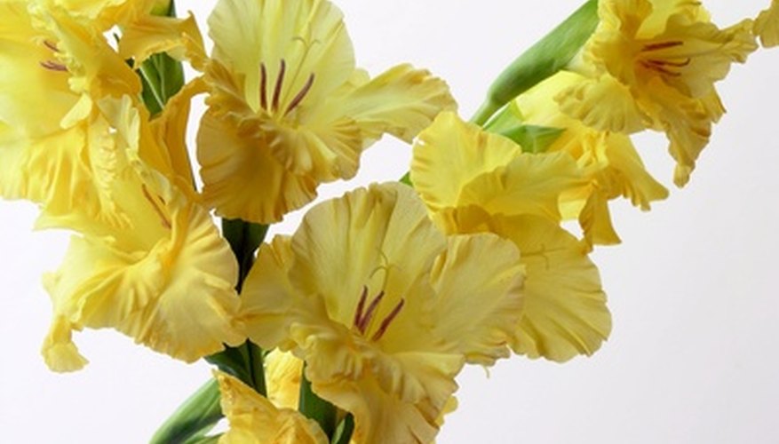 Gladiolus bulbs can be forced to bloom. Gladiolus bulbs can be forced to bloom.