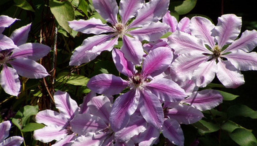 Cutting clematis back each fall or spring keeps it coming back year after year. Cutting clematis back each fall or spring keeps it coming back year after year.