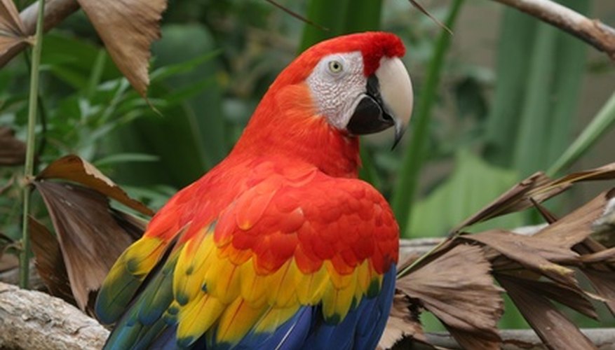 Let macaws inspire some fun crafts. Let macaws inspire some fun crafts.
