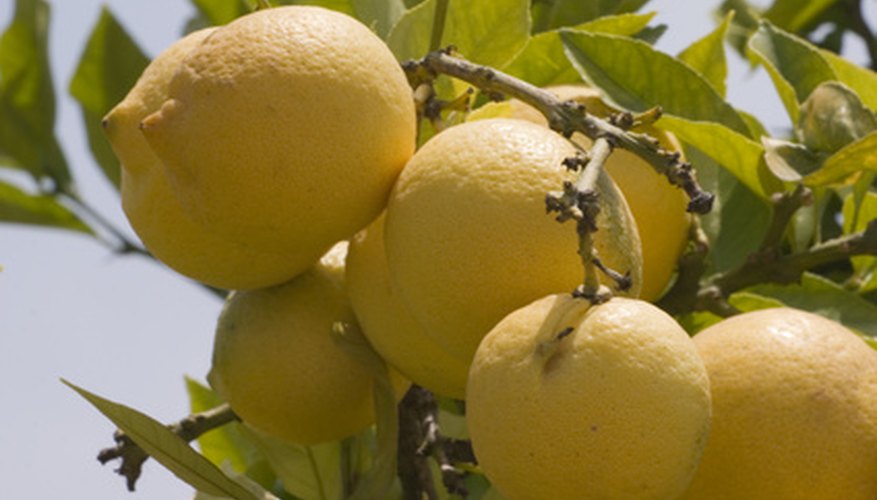 Dwarf Meyer lemons can produce full-sized fruit. Dwarf Meyer lemons can produce full-sized fruit.