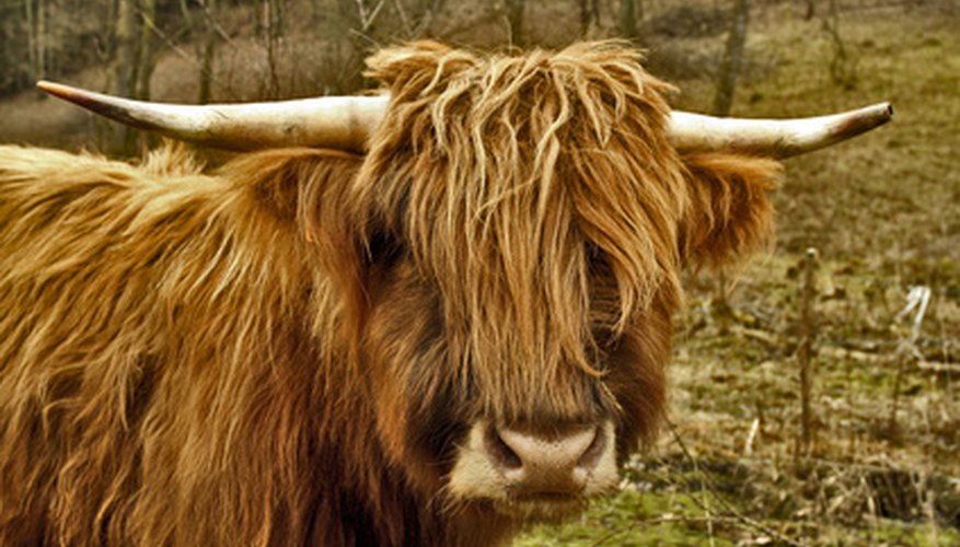 Create your own ox costume using basic materials and skills. Create your own ox costume using basic materials and skills.