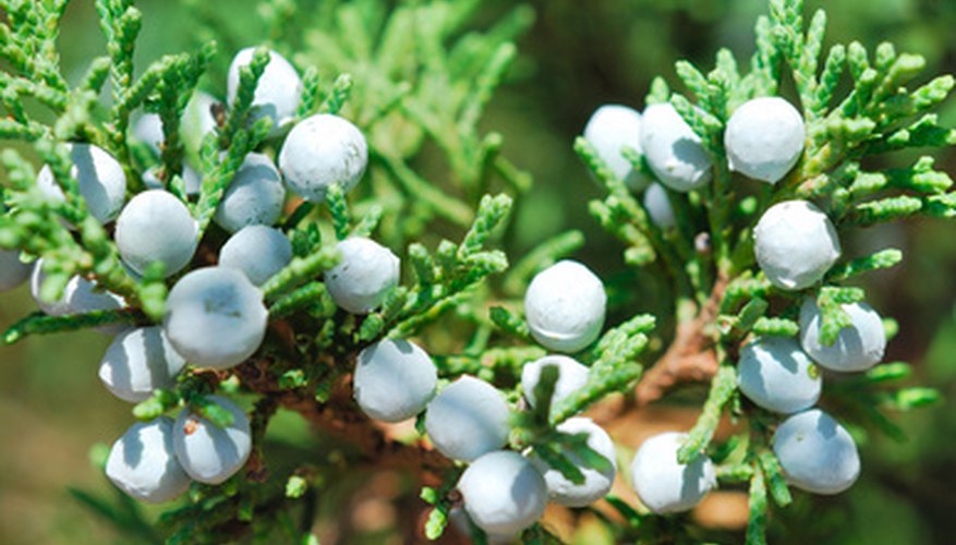 Junipers are in the cypress family. Junipers are in the cypress family.