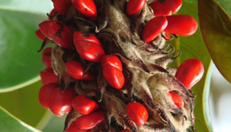Magnolia tree fruit and seeds Magnolia tree fruit and seeds