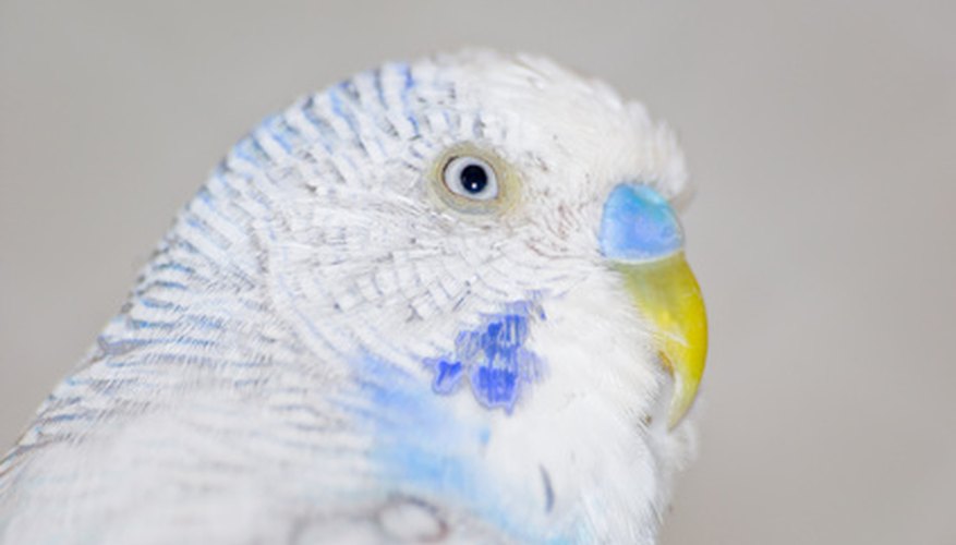 Some houseplants are safe for parakeets. Some houseplants are safe for parakeets.