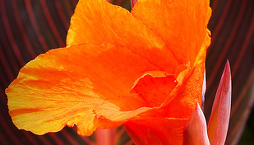 Canna lilies are a Florida gardening favorite because of their lovely blooms and leaves. Canna lilies are a Florida gardening favorite because of their lovely blooms and leaves.