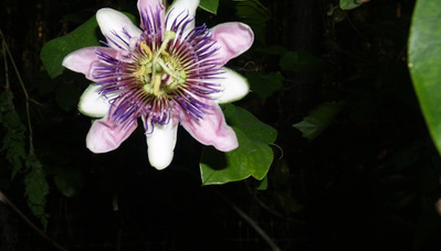 Passion flower vines grow beautiful blooms. Passion flower vines grow beautiful blooms.
