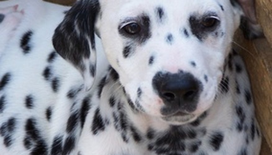 Cruella is obsessed with getting fur from Dalmatian puppies. Cruella is obsessed with getting fur from Dalmatian puppies.