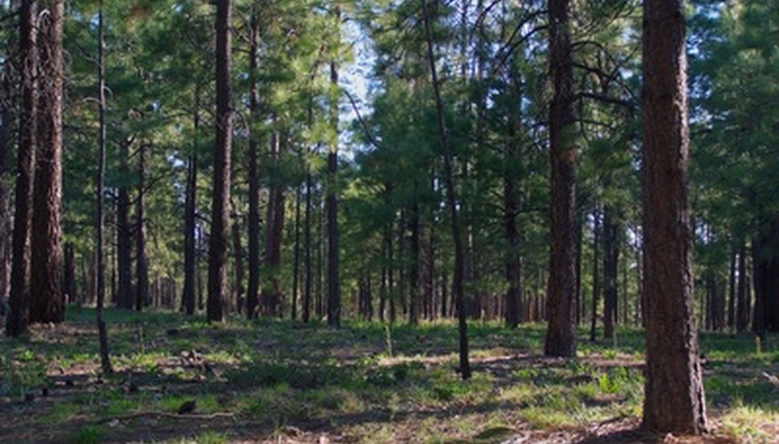 A stand of softwood trees A stand of softwood trees