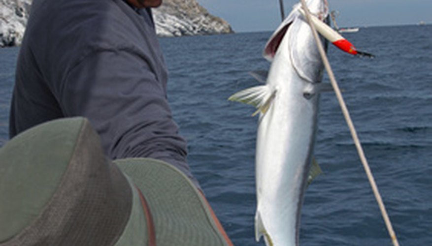 Photo Credit: fish on image by Mitchell Knapton from <a href='http://www.fotolia.com'>Fotolia.com</a> Edit video footage to include the main action only.