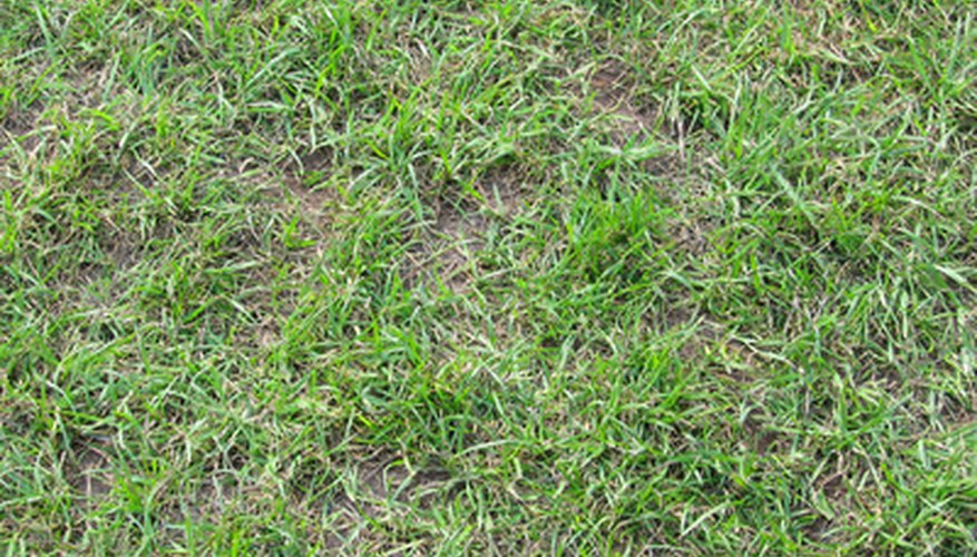 Aerating zoysia improves soil compaction. Aerating zoysia improves soil compaction.