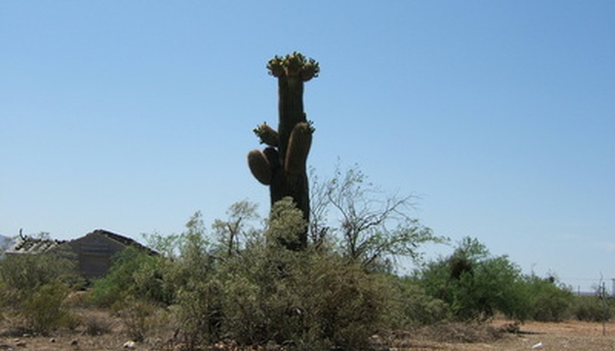 Arizona's unique climate supports one of the world's largest groups of cacti, including the majestic and long-lived saguaro. Arizona's unique climate supports one of the world's largest groups of cacti, including the majestic and long-lived saguaro.
