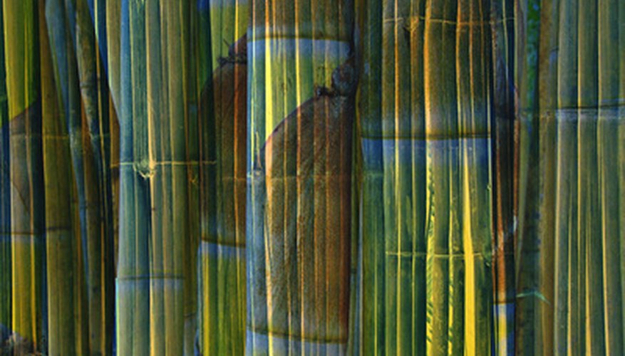 Bamboo can be used green or dried in the landscape. Bamboo can be used green or dried in the landscape.