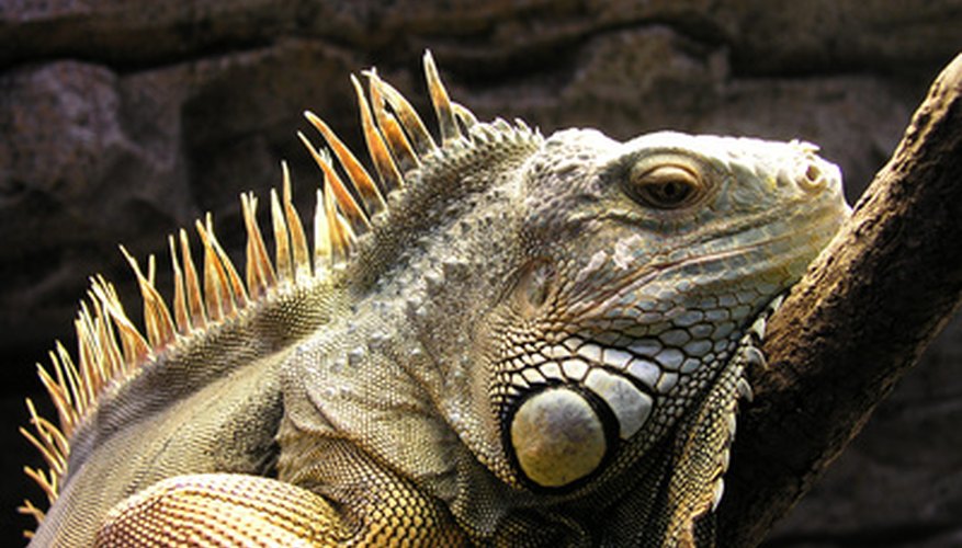 Photo Credit: iguana image by Jose Hernaiz from <a href='http://www.fotolia.com'>Fotolia.com</a> Iguanas come in a variety of colors so choose the colors you like most when making your costume.