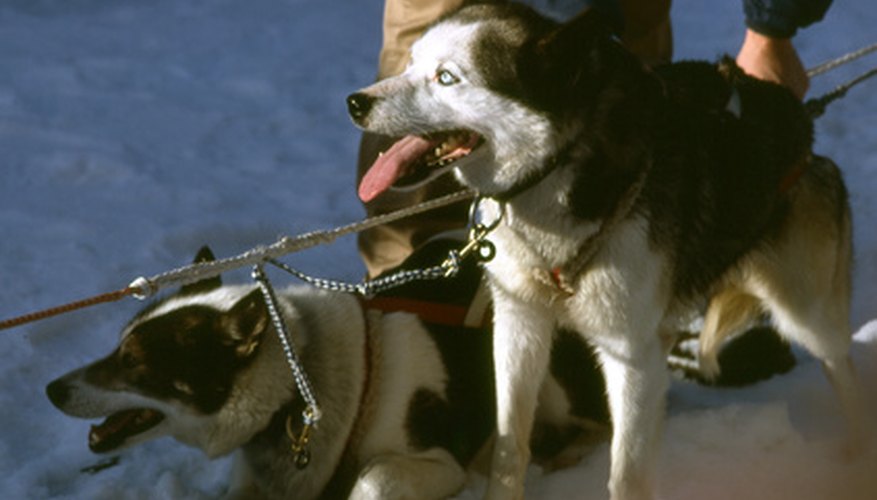 The world's most famous dog race, Alaska's Iditarod, is more than 1,150 miles. The world's most famous dog race, Alaska's Iditarod, is more than 1,150 miles.