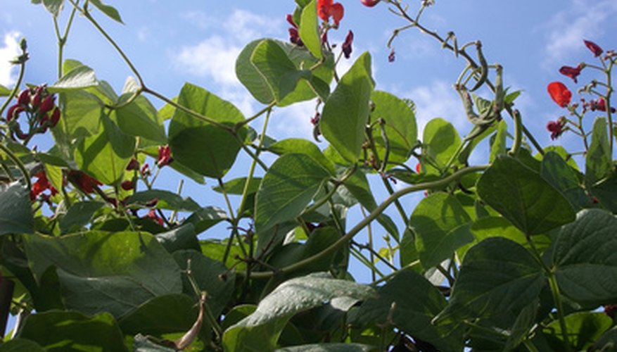 Green beans can be susceptible to a variety of diseases. Green beans can be susceptible to a variety of diseases.