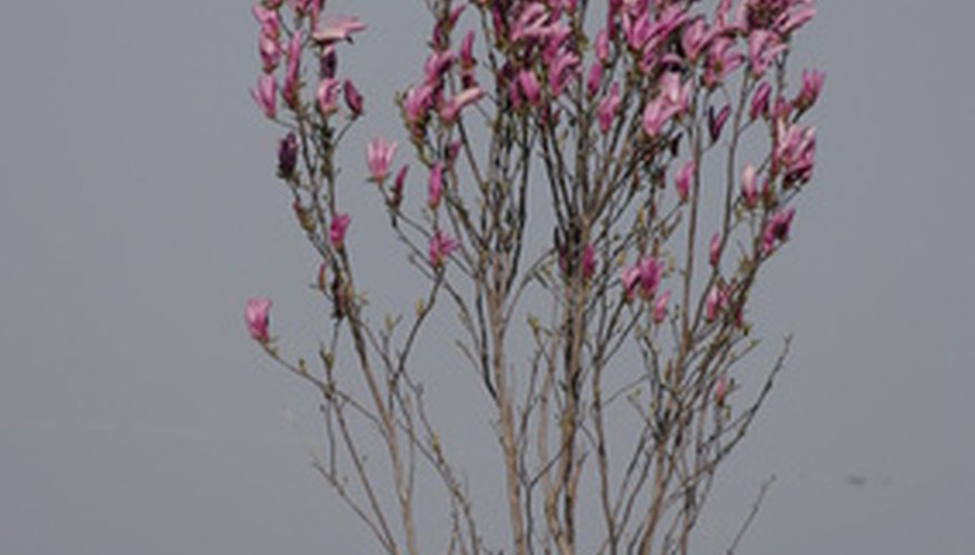 Unmulched magnolias did not grow as well as mulched magnolias in trials. Unmulched magnolias did not grow as well as mulched magnolias in trials.