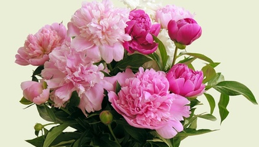 Peonies are available in many colors. Peonies are available in many colors.