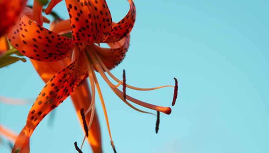 This fiery orange bloom comes speckled with dark spots on the petals. This fiery orange bloom comes speckled with dark spots on the petals.