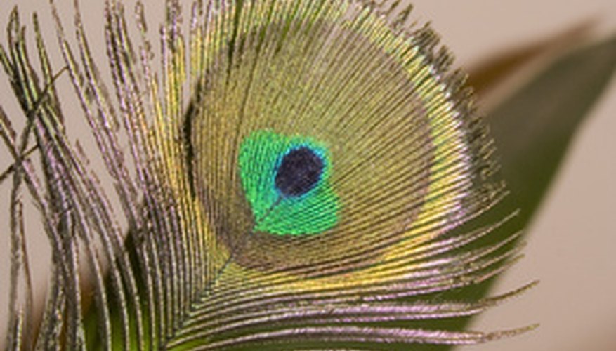 Peacock feathers make for colorful bookmarks. Peacock feathers make for colorful bookmarks.