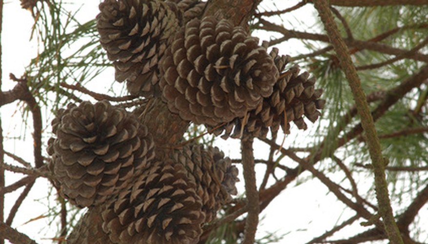 There are many crafts to be made from pinecones. There are many crafts to be made from pinecones.