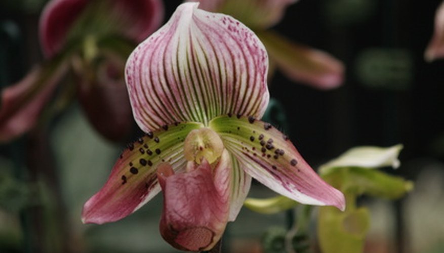 Lady's slipper orchids can be difficult to transplant. Lady's slipper orchids can be difficult to transplant.