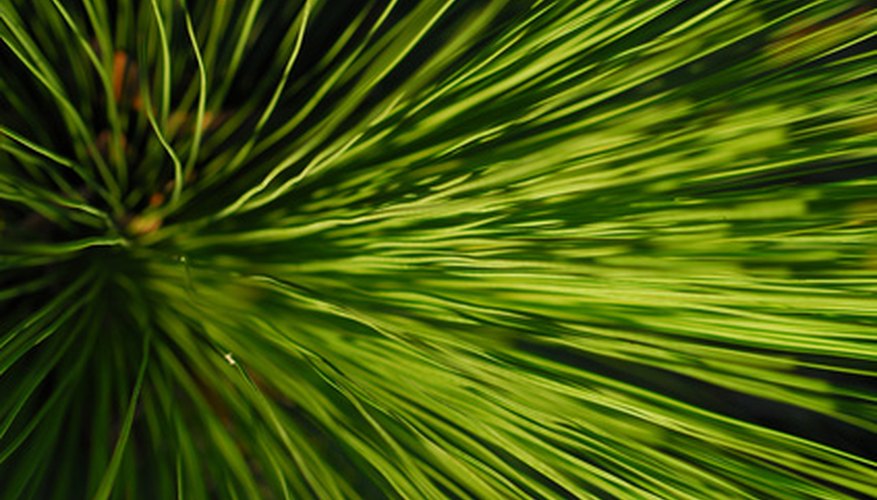 The grass tree is a native Australian plant. The grass tree is a native Australian plant.