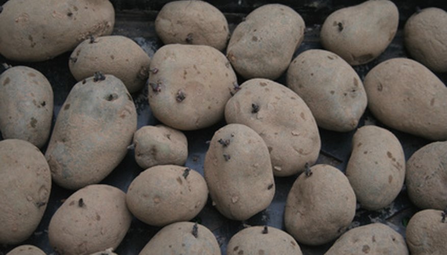 Seed potatoes have "eyes" that grow sprouts when planted. Seed potatoes have "eyes" that grow sprouts when planted.