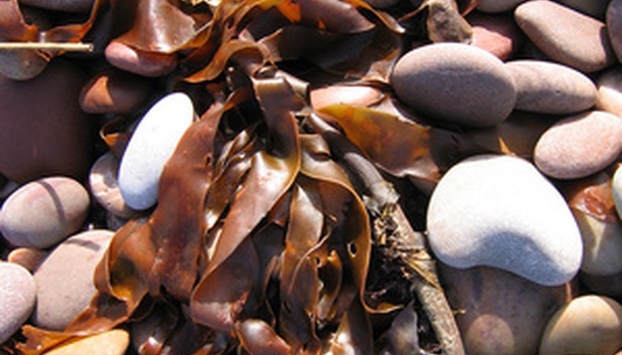 Invasive seaweed species have been washing up on Hawaiian beaches and clogging shorelines. Invasive seaweed species have been washing up on Hawaiian beaches and clogging shorelines.