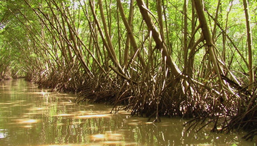 Mangrove trees are adapted to survive in fresh water and saltwater . Mangrove trees are adapted to survive in fresh water and saltwater .
