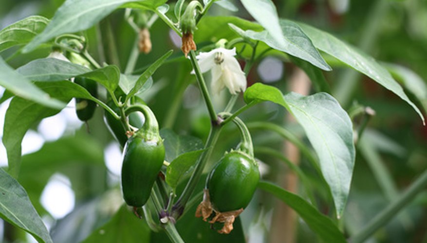 No disease symptoms show on this healthy jalapeno plant. No disease symptoms show on this healthy jalapeno plant.