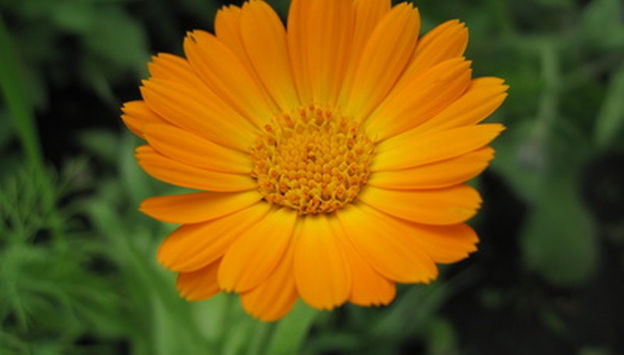 Calendula flowers can be eaten when fresh or dried. Calendula flowers can be eaten when fresh or dried.