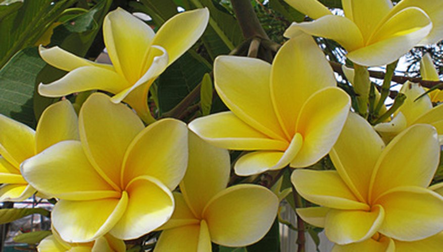Plumeria roots readily from tip cuttings. Plumeria roots readily from tip cuttings.