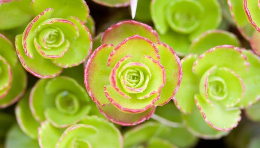 A Sedum Dragon's Blood succulent growing in the sunlight. A Sedum Dragon's Blood succulent growing in the sunlight.