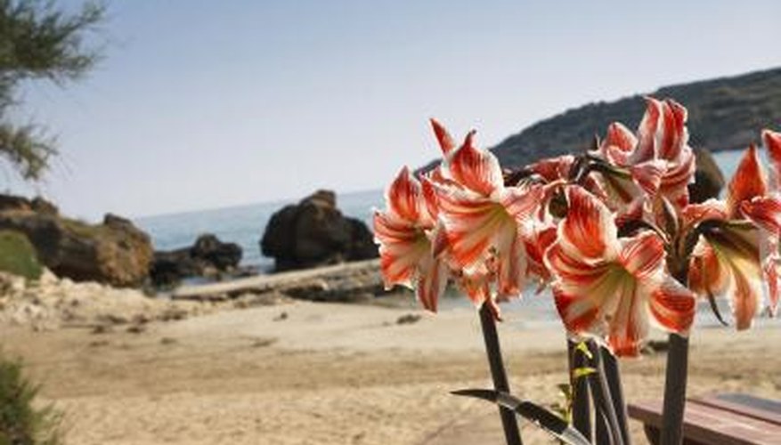 Amaryllis on the beach in Crete. Amaryllis on the beach in Crete.