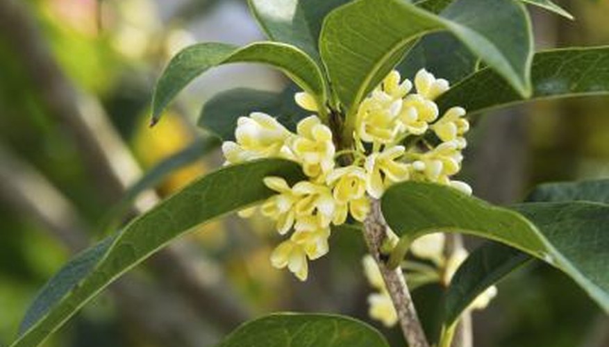 Tea olive flowers fill gardens with fragrance all winter. Tea olive flowers fill gardens with fragrance all winter.