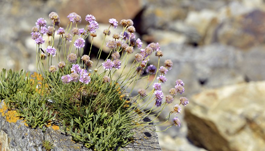 Sea thrift flowers in shades of pink, white or violet. Sea thrift flowers in shades of pink, white or violet.