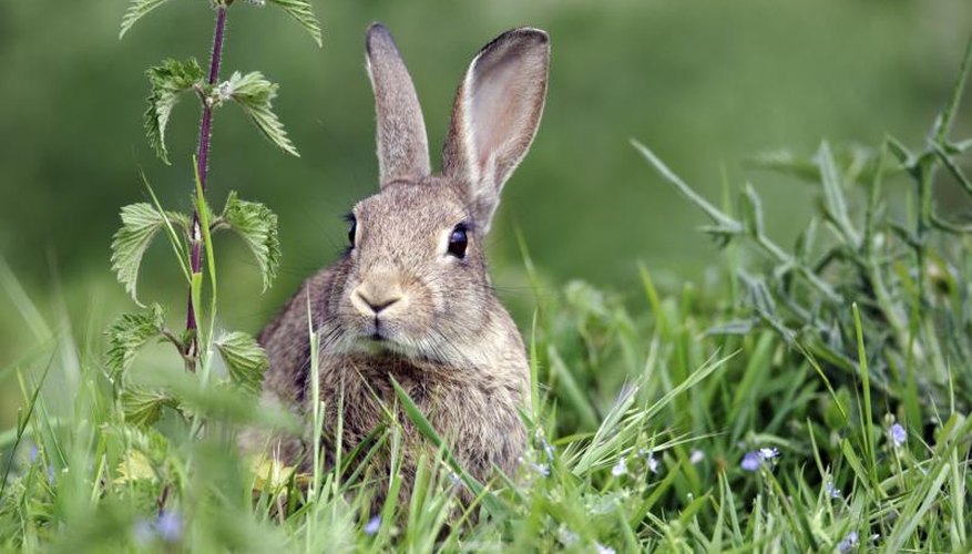 Indian hawthorns are resistant to rabbits. Indian hawthorns are resistant to rabbits.