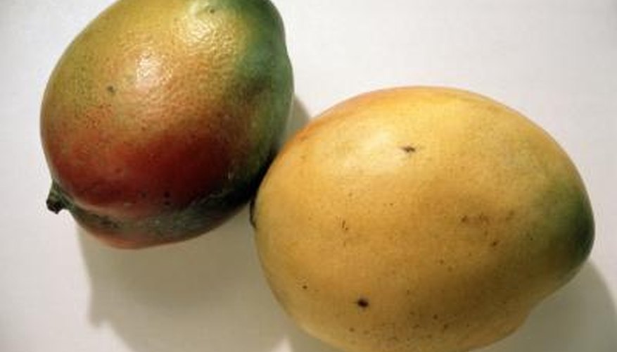 Mangoes have showy blooms in spring followed by large crops of fruit in summer. Mangoes have showy blooms in spring followed by large crops of fruit in summer.