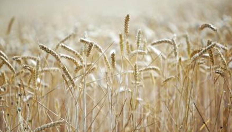 Grains are the seeds of certain plants in the grass family. Grains are the seeds of certain plants in the grass family.