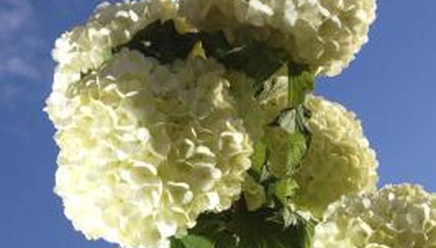 Some viburnum flowers resemble snowballs. Some viburnum flowers resemble snowballs.