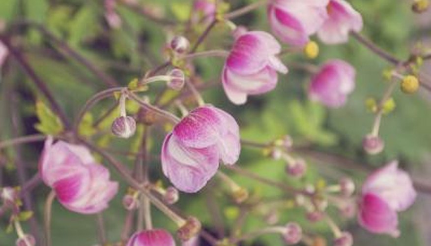 Japanese anemones grow in shady garden spots. Japanese anemones grow in shady garden spots.