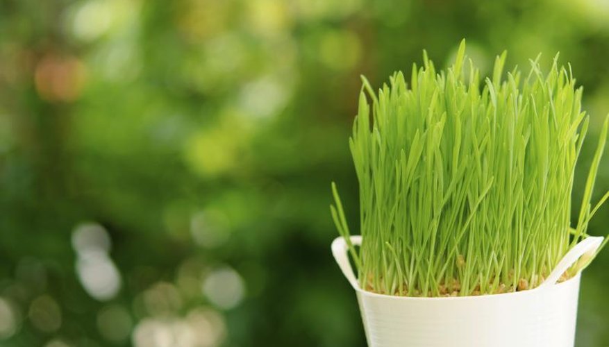 Harvest wheatgrass when the second blade appears. Harvest wheatgrass when the second blade appears.