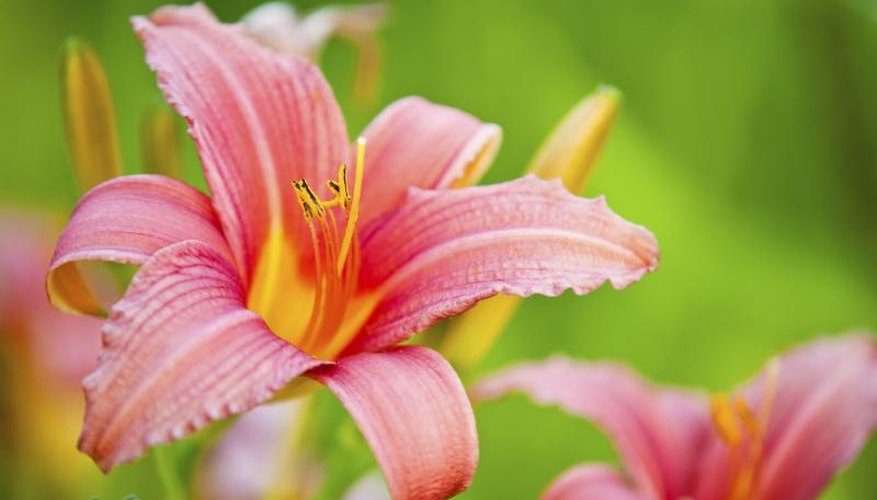 Daylilies' low-care requirements contribute to their widespread popularity. Daylilies' low-care requirements contribute to their widespread popularity.