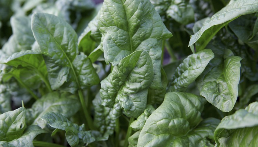 True spinach flourishes in cool weather. True spinach flourishes in cool weather.