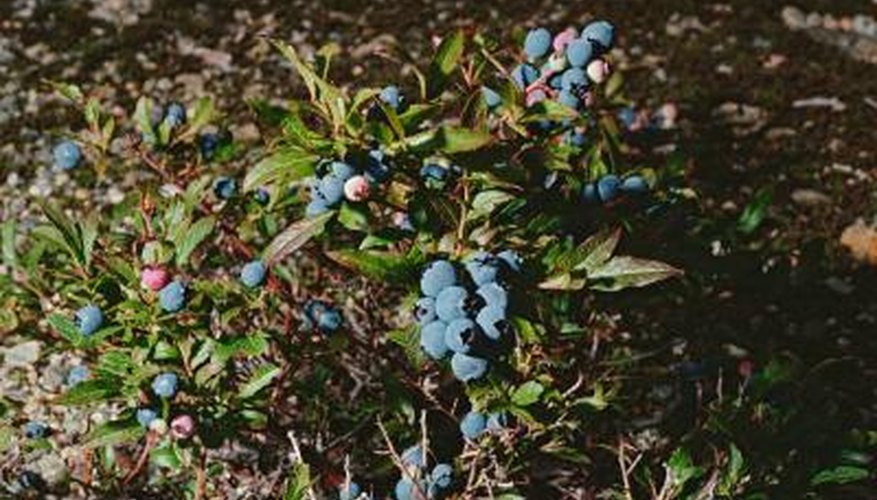 Brown leaves on a blueberry bush could be the result of stress or disease. Brown leaves on a blueberry bush could be the result of stress or disease.