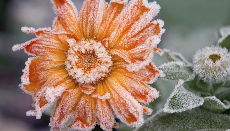 Frost on flower. Frost on flower.