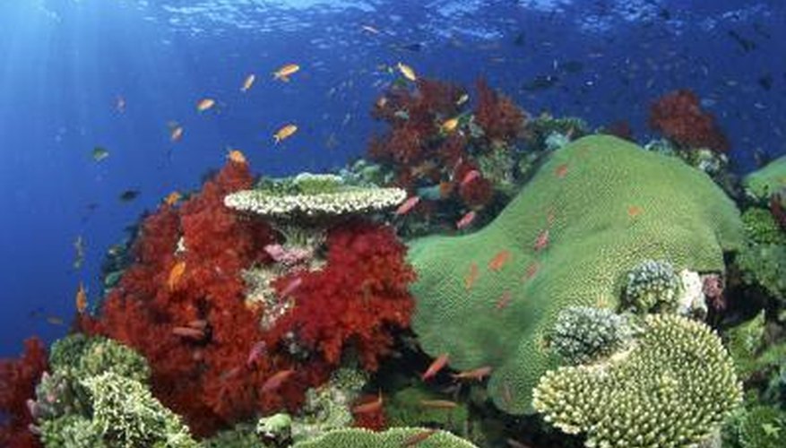 Sponges grow in coral reef ecosytems. Sponges grow in coral reef ecosytems.